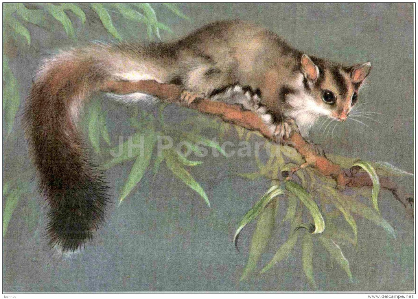 Sugar glider - Petaurus breviceps - flying squirrel - illustration by A. Isakov - 1982 - Russia USSR - unused - JH Postcards