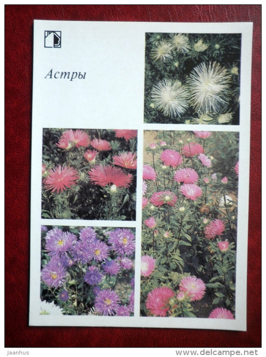 asters - Decorative flowers - 1987 - Russia USSR - unused - JH Postcards