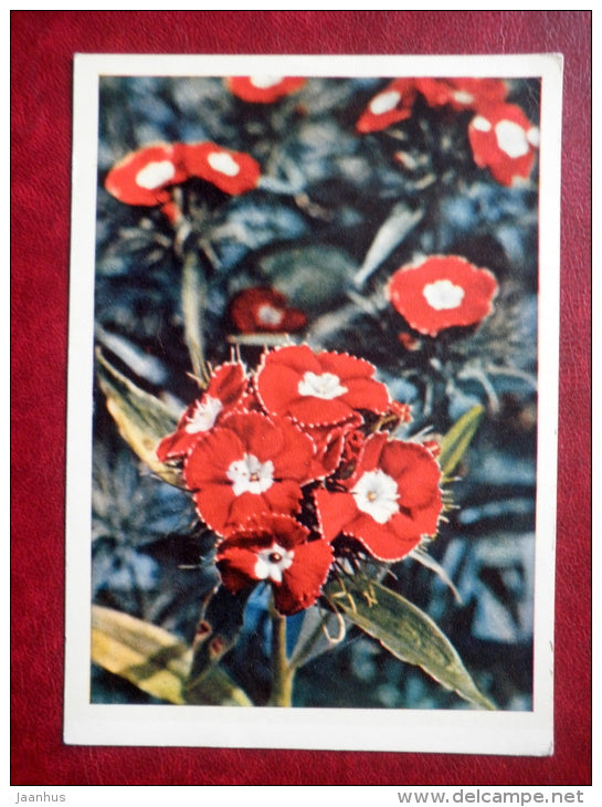 Greeting Card - turkish carnation - flowers - 1964 - Russia USSR - used - JH Postcards