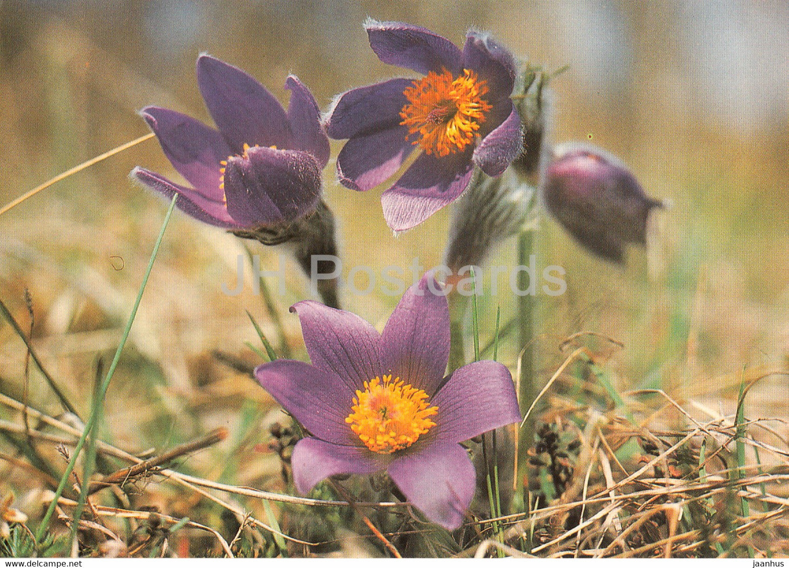 Pasqueflower - Pulsatilla vulgaris - Geschutzte Pflanzen - Protected plants - DDR Germany - unused - JH Postcards