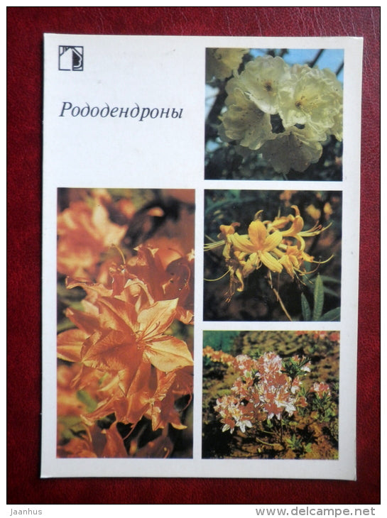 rhododendrons - Decorative flowers - 1987 - Russia USSR - unused - JH Postcards