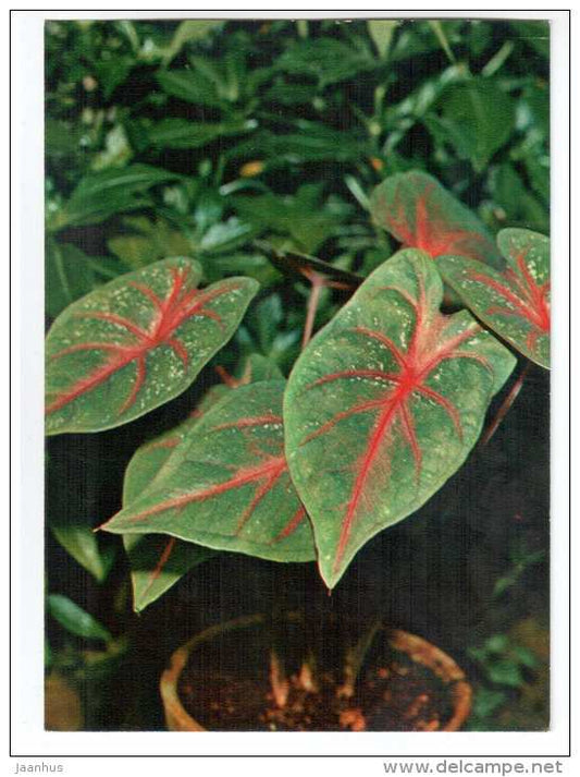 Caladium bicolor - houseplants - flowers - 1983 - Russia USSR - unused - JH Postcards