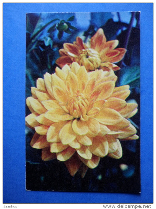 Gerry Hawk - dahlia - flowers - 1974 - Russia USSR - unused - JH Postcards