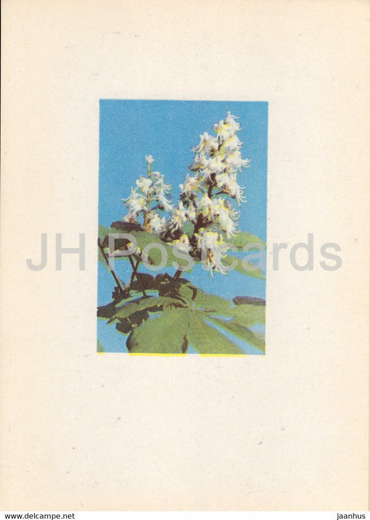 European horse-chestnut - Aesculus hippocastanum - plants - flowers - Latvia USSR - unused - JH Postcards