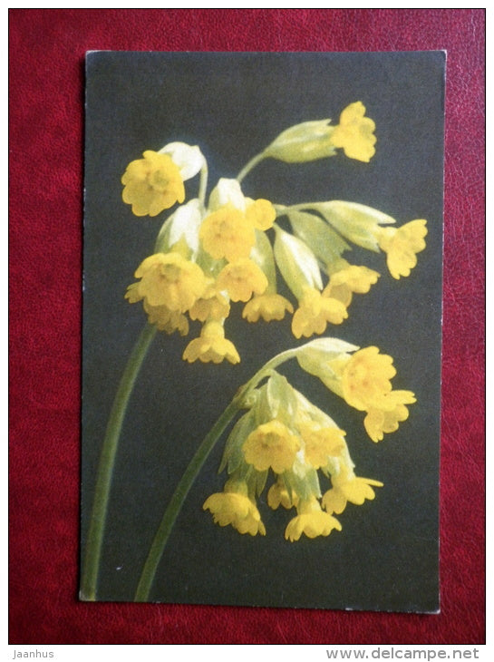 Greeting Card - Cowslip - flowers - 1974 - Estonia USSR - used - JH Postcards