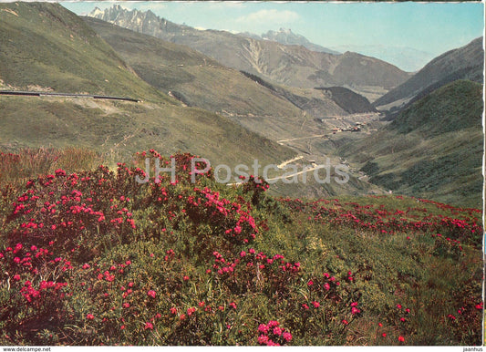 Alpenrosen am Oberalppass und Tschamut - 920 - Switzerland - unused - JH Postcards