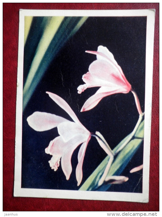 Greeting Card - orchid - flowers - 1964 - Russia USSR - used - JH Postcards