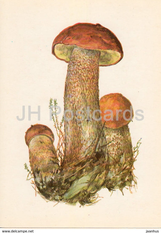 Red-capped Scaber Stalk - Leccinum aurantiacum - illustration by A. Shipilenko - Mushrooms - 1976 - Russia USSR - unused - JH Postcards