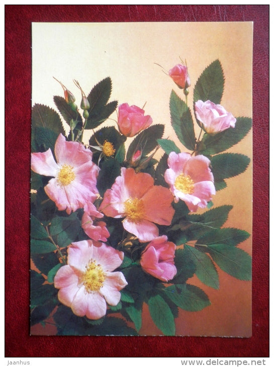 flowers - 1988 - Russia USSR - used - JH Postcards