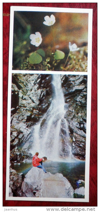 wood sorrel - Oxalis acetosella - flowers - Siberia blooms - 1973 - Russia USSR - unused - JH Postcards