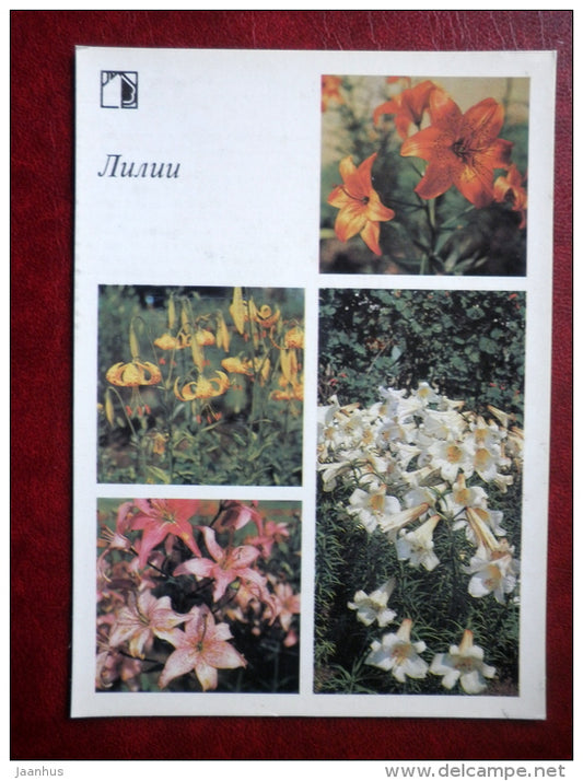 lily - Decorative flowers - 1987 - Russia USSR - unused - JH Postcards