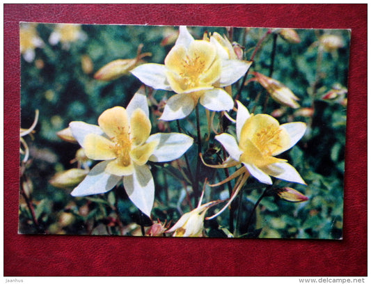 Greeting Card - Aquilegia - columbine - flowers - 1972 - Russia USSR - used - JH Postcards