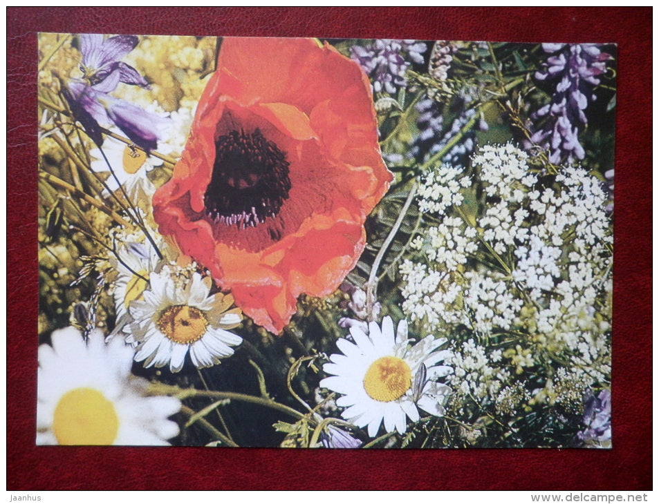 daisy - flowers - 1992 - Estonia USSR - used - JH Postcards