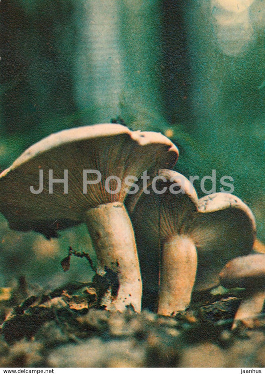 Blushing Milkcap Mushroom - Lactarius controversus - Mushrooms - 1980 - Russia USSR - unused - JH Postcards