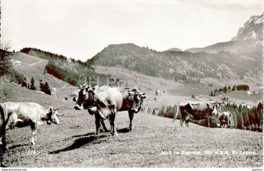 Idyll im Eigental 1080 m - Kt Luzern - animals - cow - 6111 - 1950 - old postcard - Switzerland - used - JH Postcards