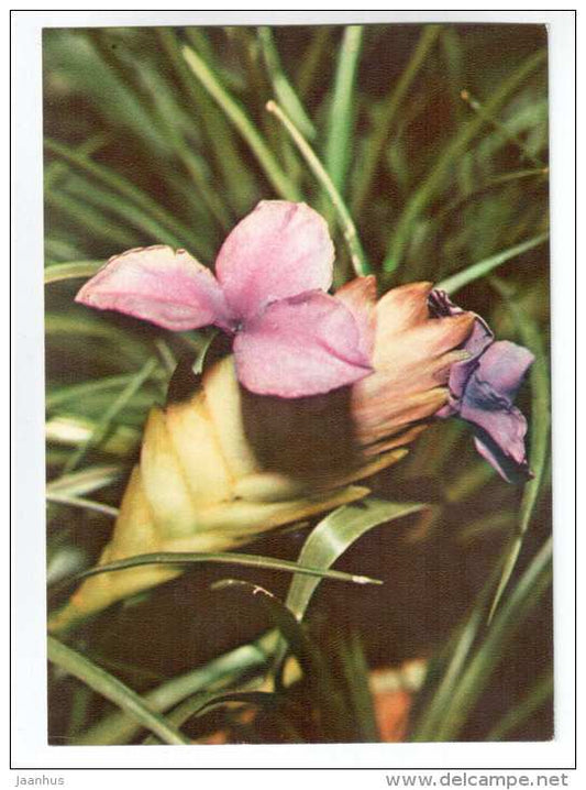 Pink Quill - Tillandsia cyanea - houseplants - flowers - 1983 - Russia USSR - unused - JH Postcards