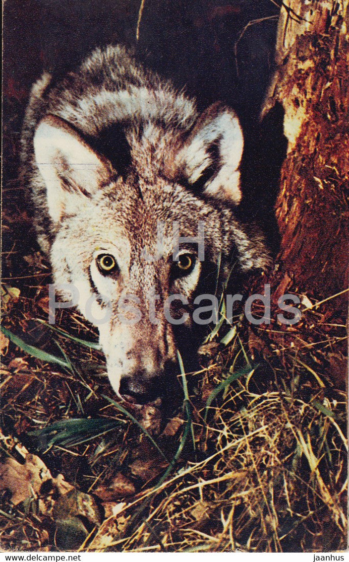 Wolf in ambush - Zabaikalie - Canis lupus - animals - 1970 - Russia USSR - unused - JH Postcards