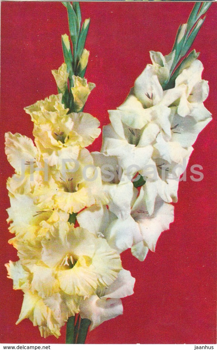 Indian Summer and Mara - Gladiolus - Flowers - 1974 - Russia USSR - unused - JH Postcards