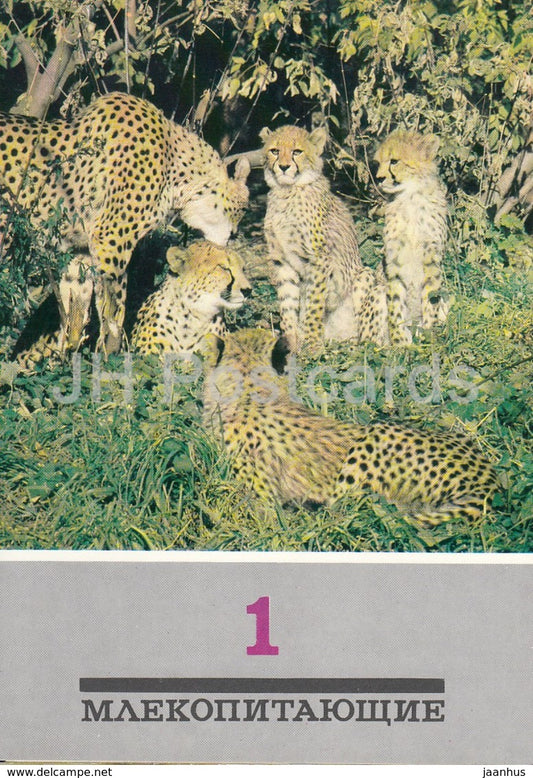 Cheetah - Acinonyx jubatus - animals - 1989 - Russia USSR - unused - JH Postcards