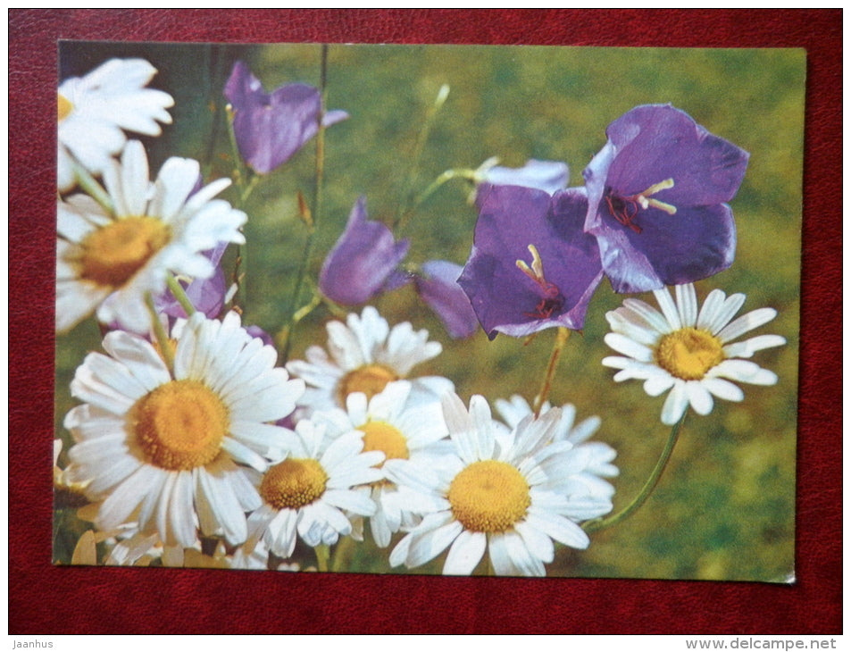 Greeting card - bellflowers - daisies - flowers - 1984 - Estonia USSR - unused - JH Postcards