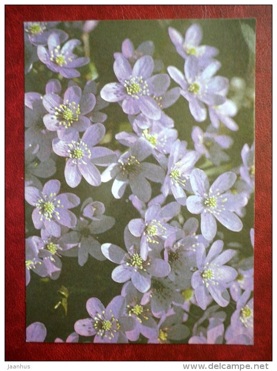 hepatica - flowers - 1986 - Estonia USSR - used - JH Postcards