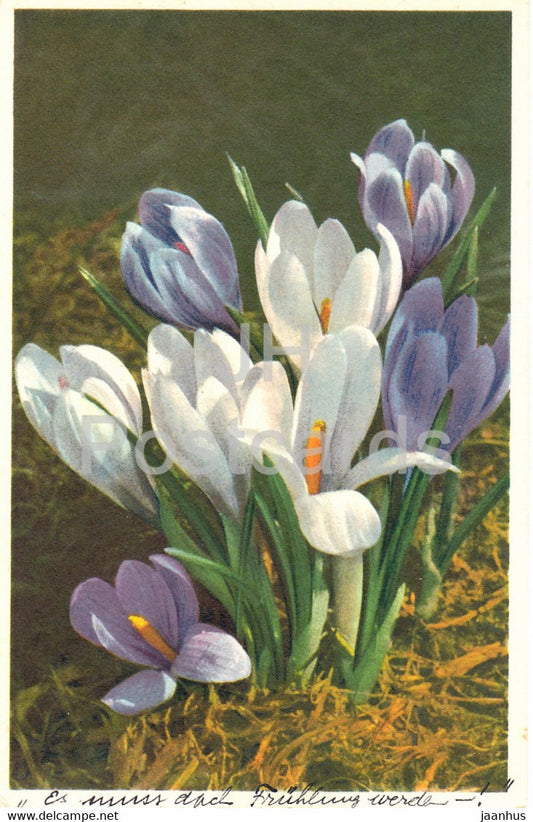 Crocus vernus - Fruhlings safran - Spring Crocus - flowers - 200 - old postcard - 1947 - Switzerland - used - JH Postcards