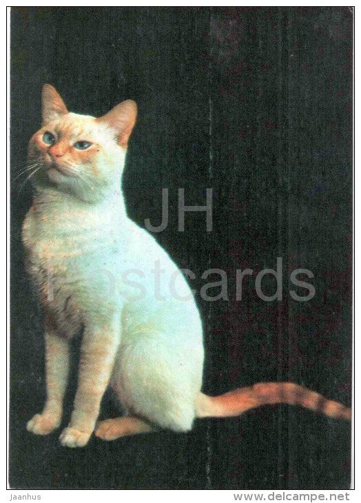 Siamese Red Cat - Cat - 1991 - Russia USSR - unused - JH Postcards