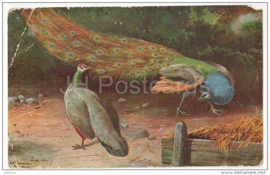 illustration - peacock - bird - Peluba - old postcard - circulated in Estonia 1925 - JH Postcards