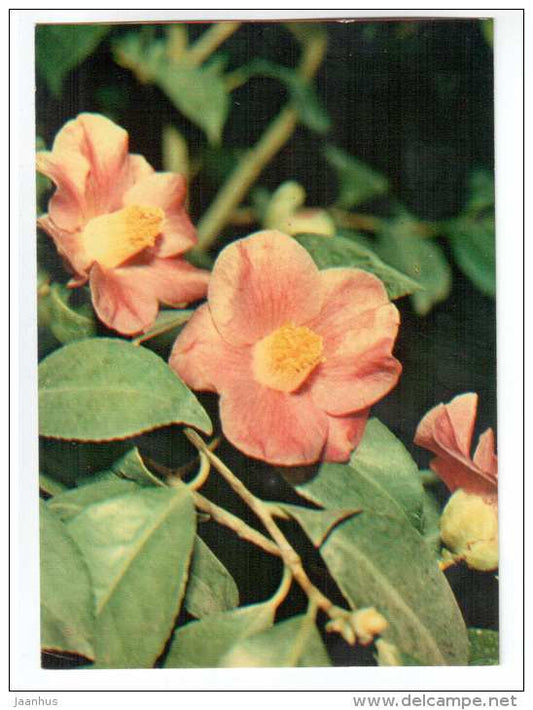 Japanese Camellia - Camellia japonica - houseplants - flowers - 1983 - Russia USSR - unused - JH Postcards