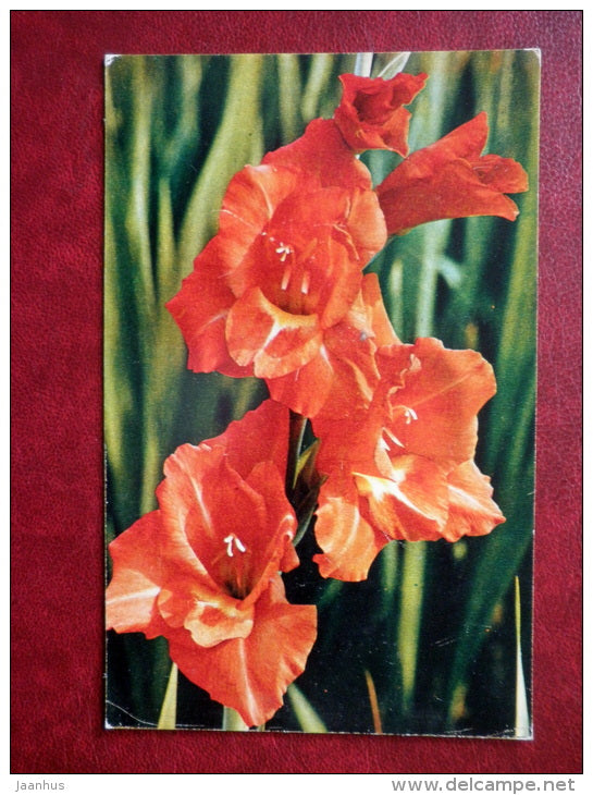 Greeting Card - gladiolus Happy End - flowers - 1972 - Russia USSR - used - JH Postcards