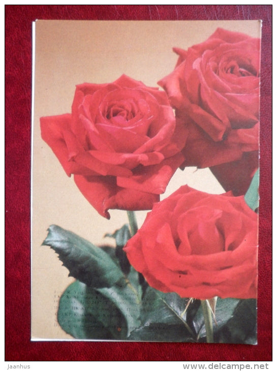 greeting card - red roses - flowers - 1985 - Estonia USSR - used - JH Postcards