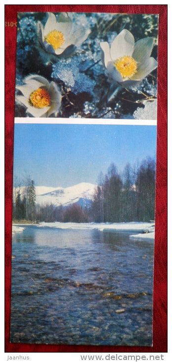 flowers _1 - Siberia blooms - 1973 - Russia USSR - unused - JH Postcards