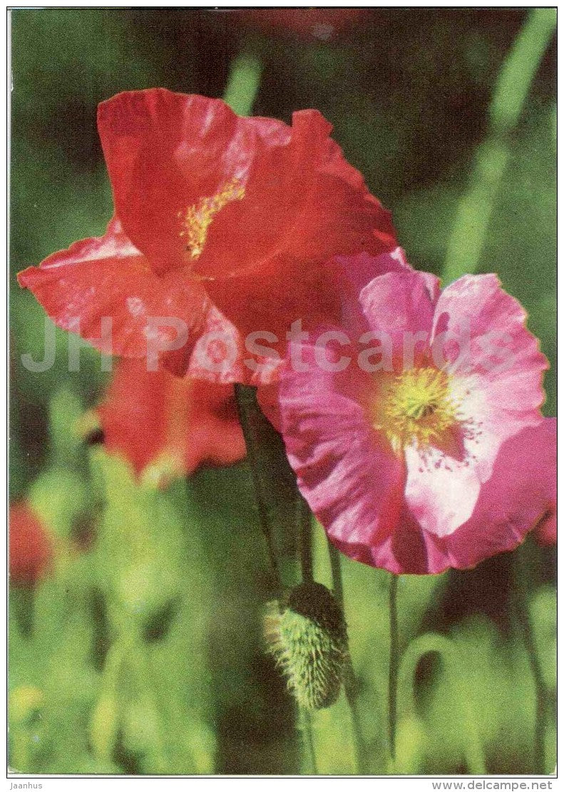 Common poppy - Papaver rhoeas - flowers - 1970 - Estonia USSR - unused - JH Postcards