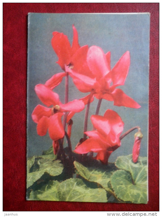 Greeting Card - cyclamen - flowers - 1974 - Estonia USSR - used - JH Postcards