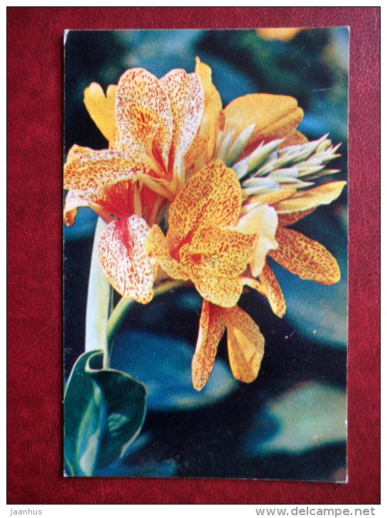 Greeting Card - Frau Wendhausen - flowers - 1972 - Russia USSR - used - JH Postcards