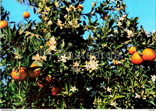 Espana es Diferente - orange tree - Spain - unused - JH Postcards