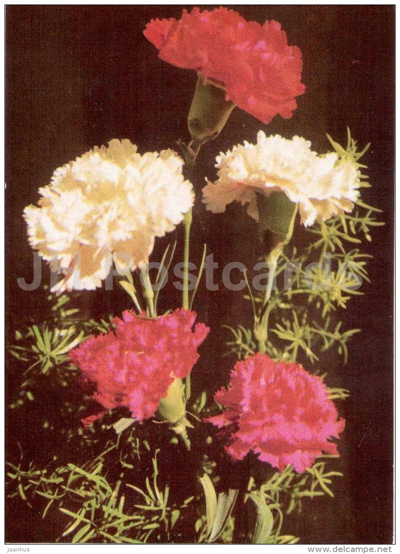 Carntion - Dianthus caryophyllus - flowers - 1970 - Estonia USSR - unused - JH Postcards