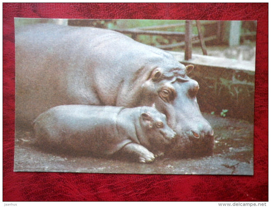 hippopotamus - Riga Zoo - animals - 1980 - Latvia USSR - unused - JH Postcards