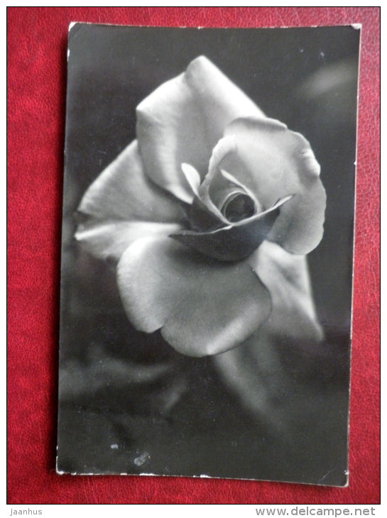 Greeting Card - rose - flowers - Russia USSR - used - JH Postcards