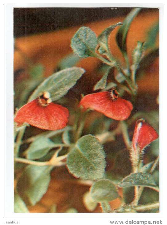 Hypocyrta nummularia - houseplants - flowers - 1983 - Russia USSR - unused - JH Postcards