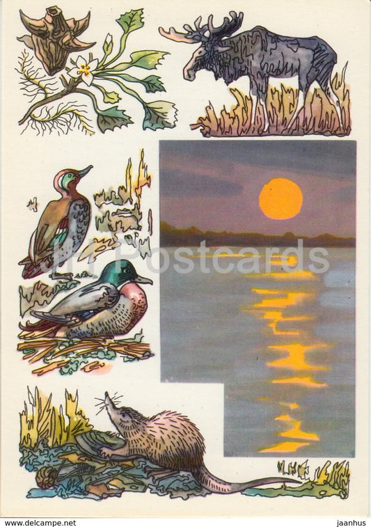 moose - Eurasian teal - Russian desman - Mallard Duck - Khopyor Nature Reserve - 1975 - Russia USSR - unused - JH Postcards