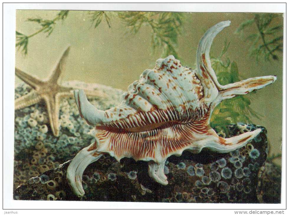 Arthritic Spider Conch - Lambis arthritica - shells - clams - mollusc - 1974 - Russia USSR - unused - JH Postcards