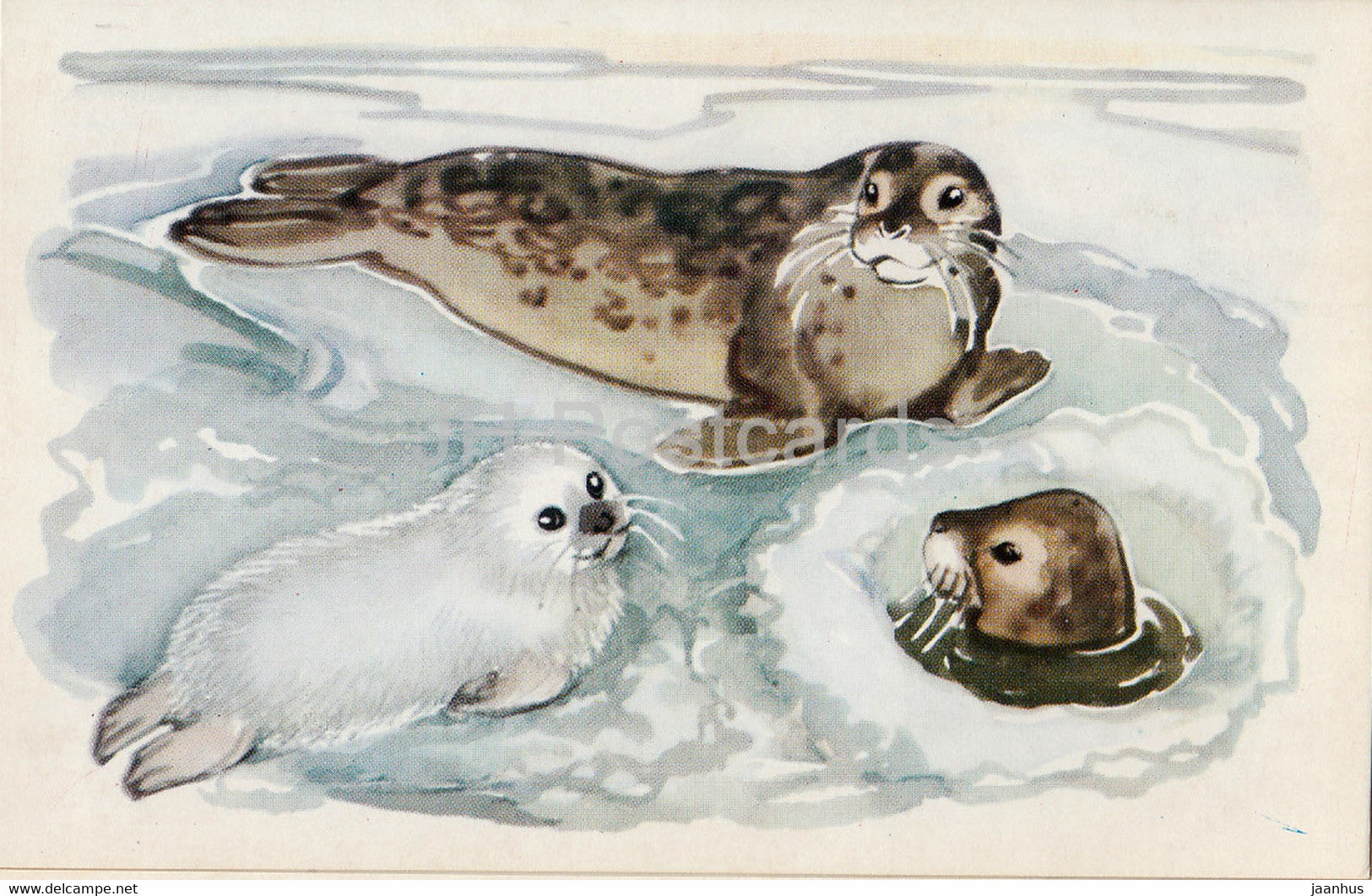 Seal - illustration - Polar Animals - 1972 - Russia USSR - unused - JH Postcards