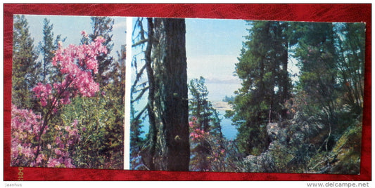 flowers _2 - Siberia blooms - 1973 - Russia USSR - unused - JH Postcards