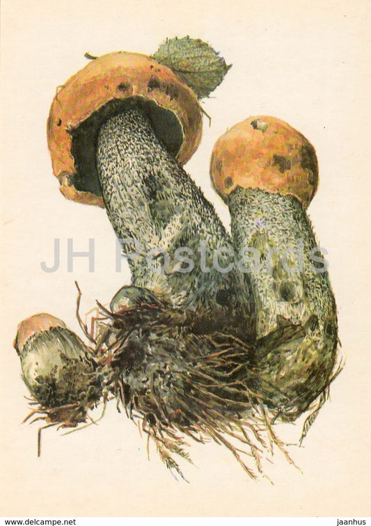 Orange Birch Bolete - Leccinum versipelle - illustration by A. Shipilenko - Mushrooms - 1976 - Russia USSR - unused - JH Postcards