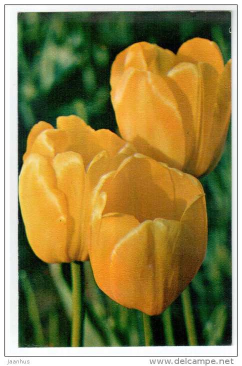 Golden Gadge - Tulips - flowers - 1975 - Russia USSR - unused - JH Postcards