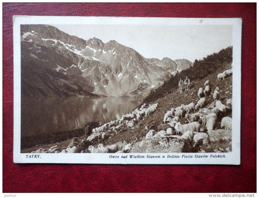 sheep over the big pond in a valley of five ponds - 214 - Tatry - Tatra mountains - old postcard - Poland - unused - JH Postcards