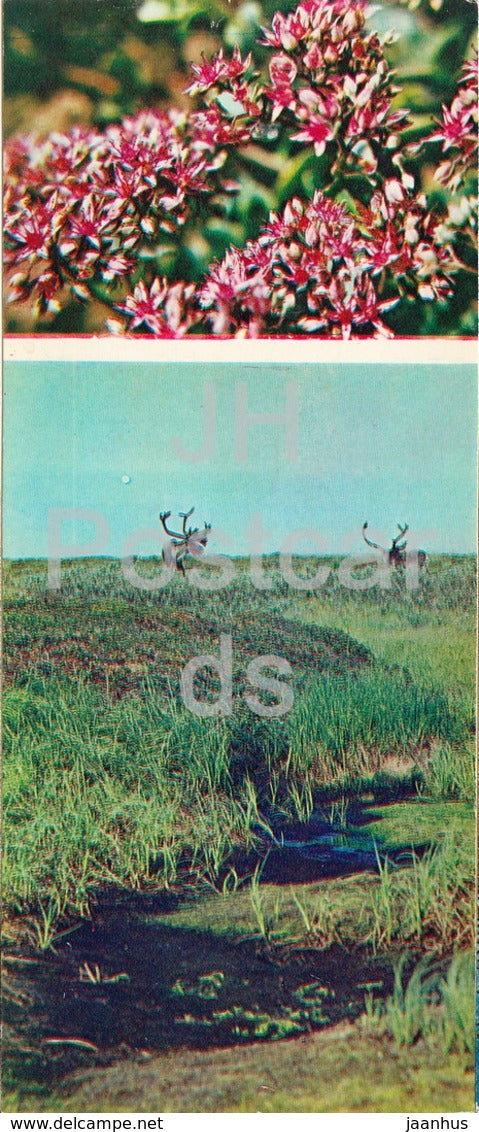 Stonecrop purple - plants - reindeer - Tundra in bloom - 1973 - Russia USSR - unused - JH Postcards