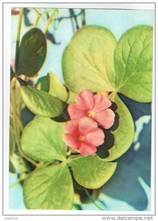 Oxalis grandiflora - houseplants - flowers - 1983 - Russia USSR - unused - JH Postcards